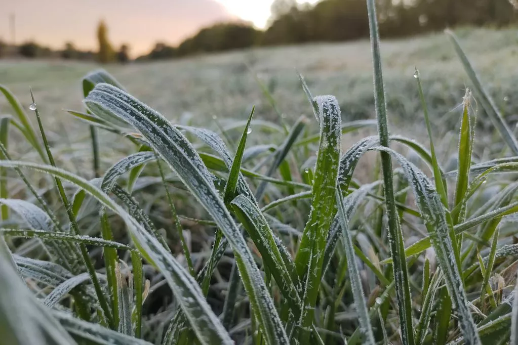 Página 11 - Invernada a la derecha