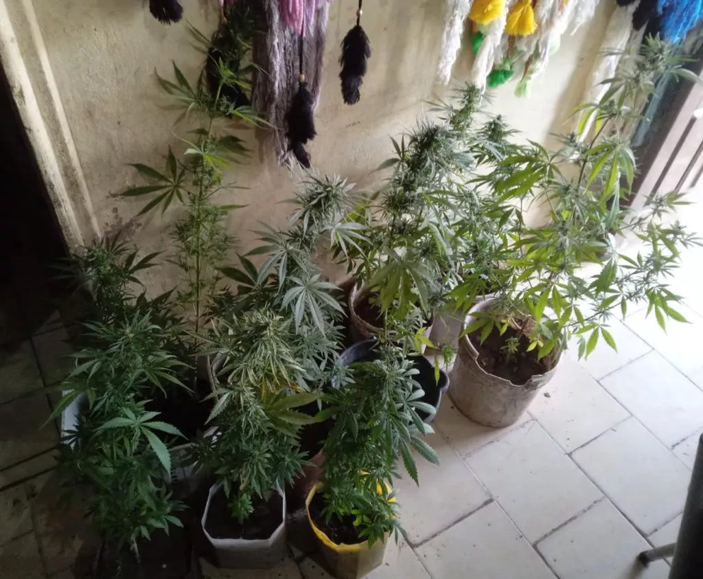 Marihuana
