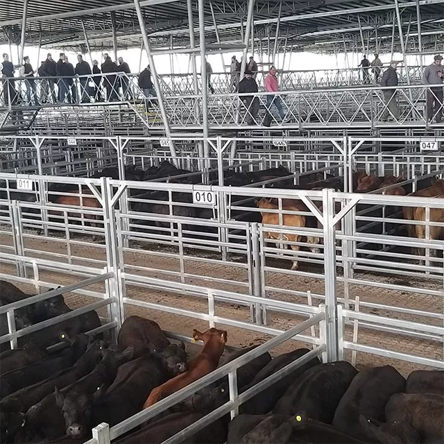 Foto Suple Campo Página 3