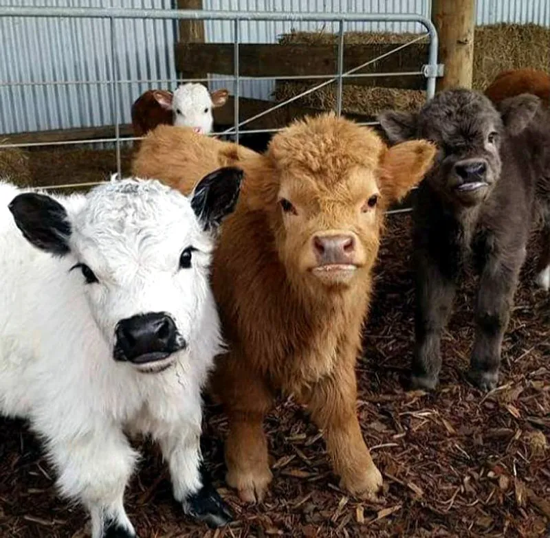 Vacas Mini