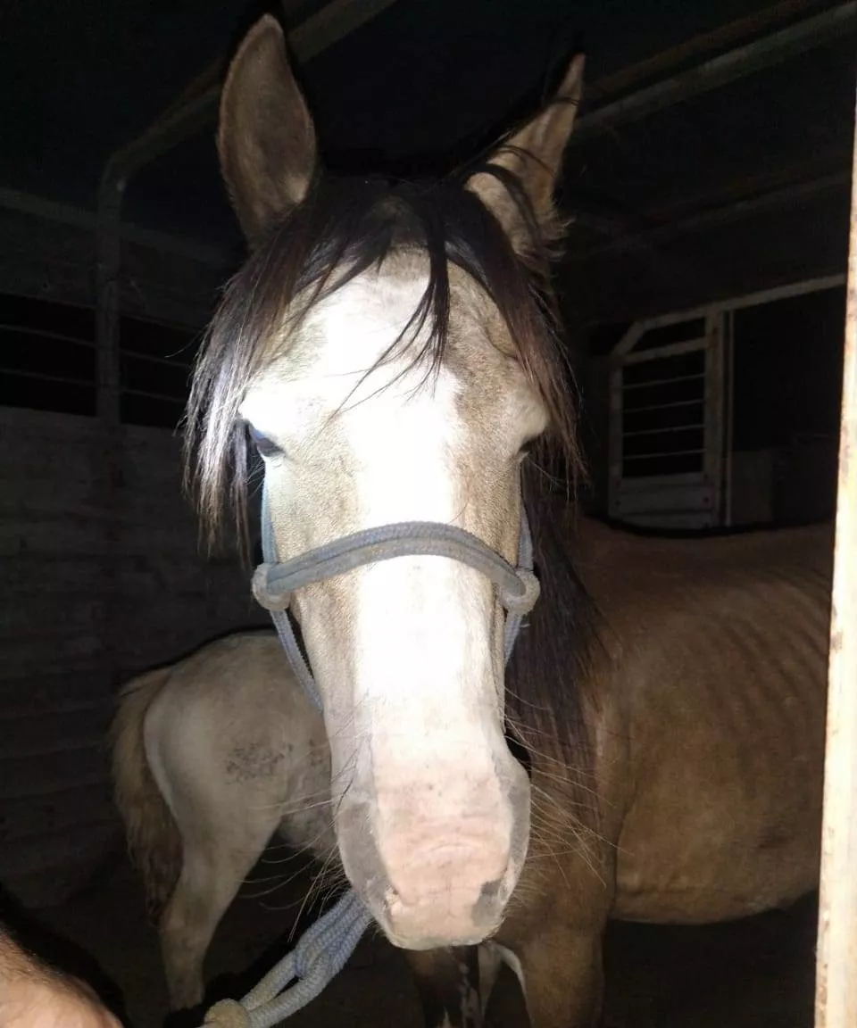 caballo editado
