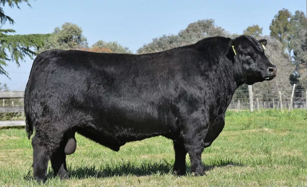 Foto para recortar Página 6