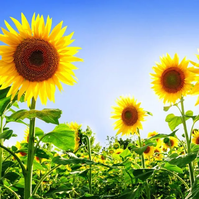 Foto Suple Campo Página 10 chica