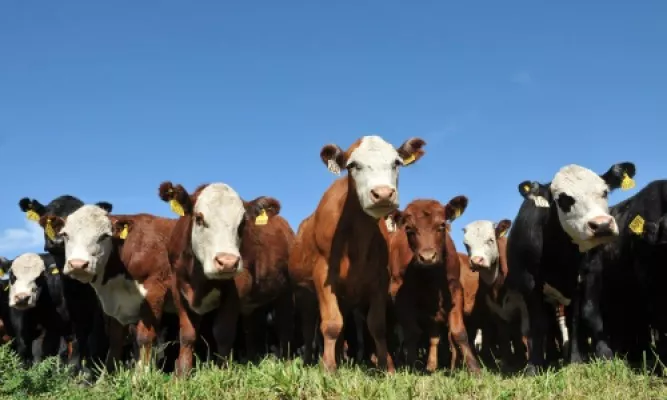 Foto Página 7 abajo