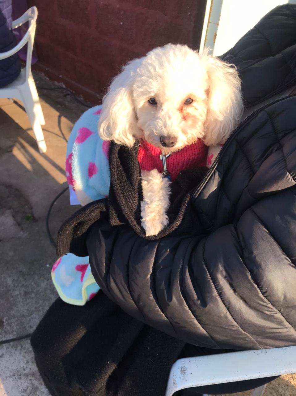 14-6 vac. y castr. mascotas en Los Aromos (1)