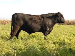 angus