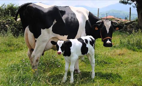 vaca y ternero