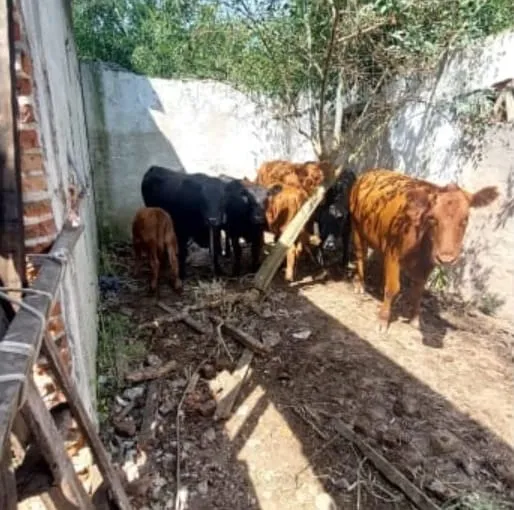 vacas