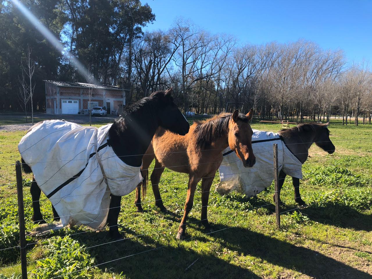 caballos