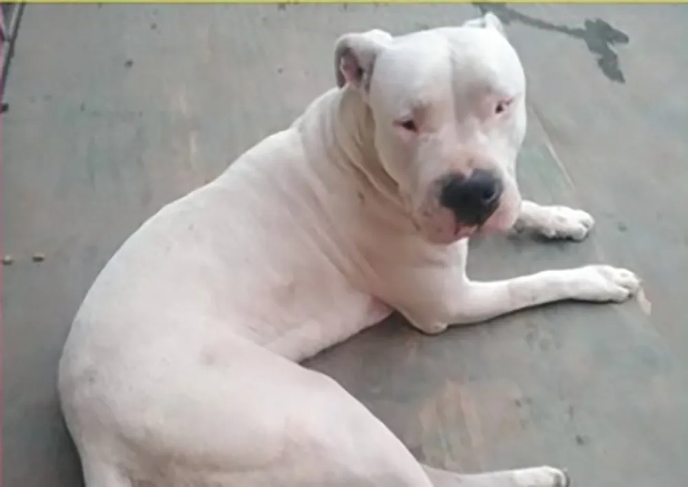 perro portada