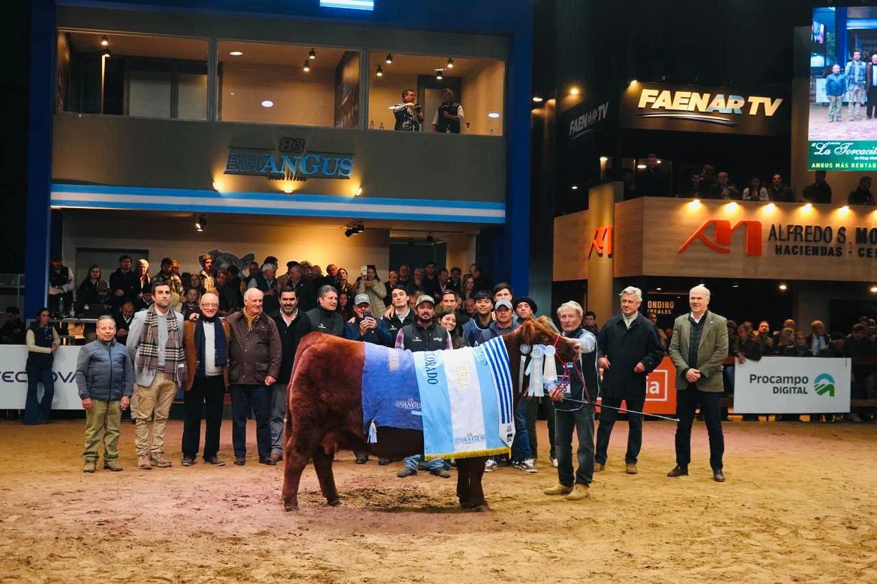 CAmpeón Hembra (1)