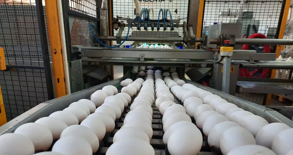 4 - Cinta transportadora de huevos de los galpones de ponedoras a la clasficadora. Humboldt