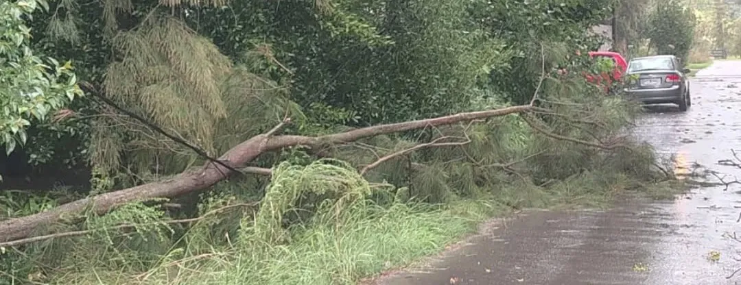 arbol caído