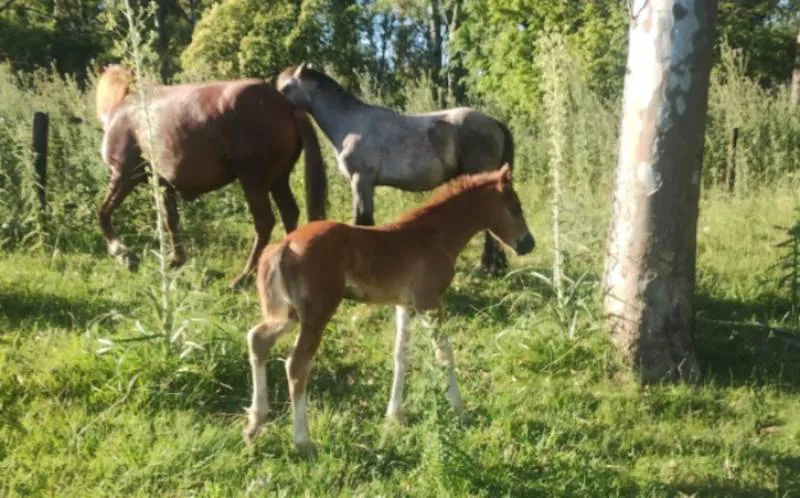 portada caballos