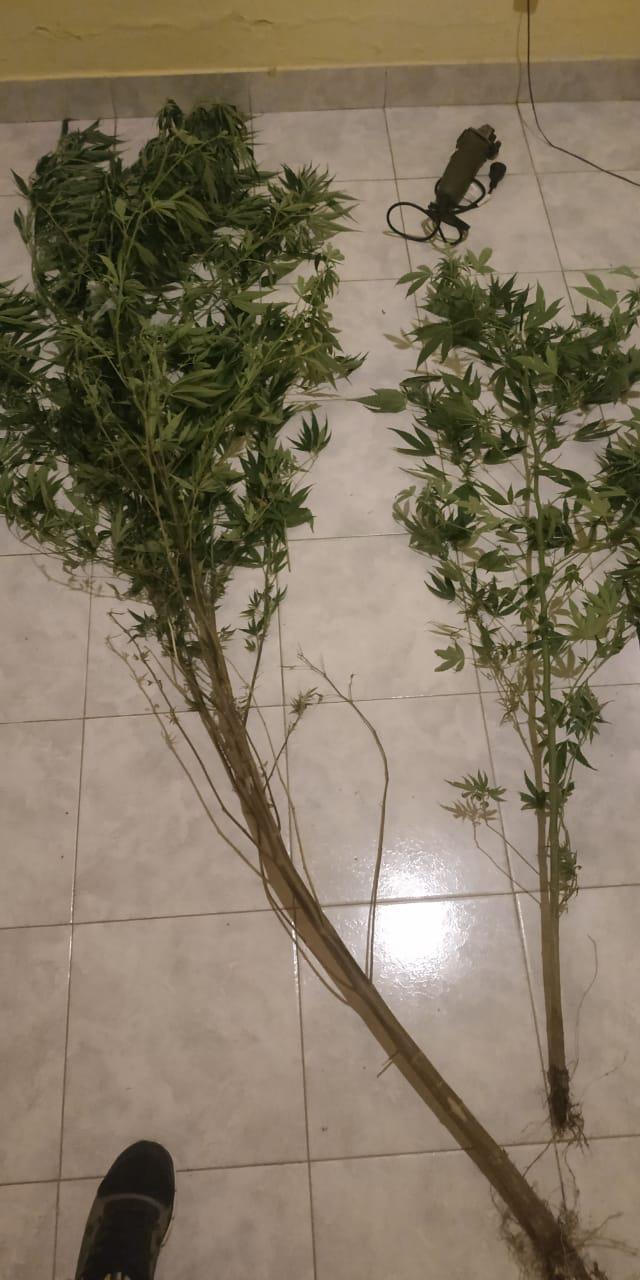 plantines