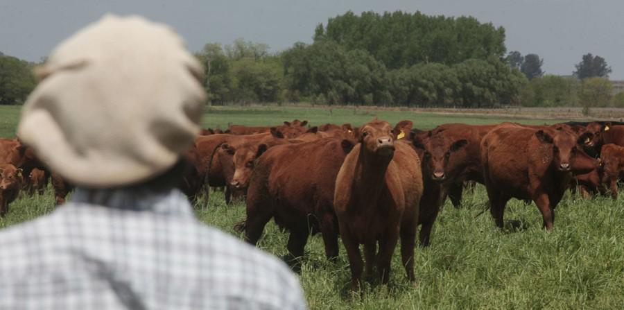 campo