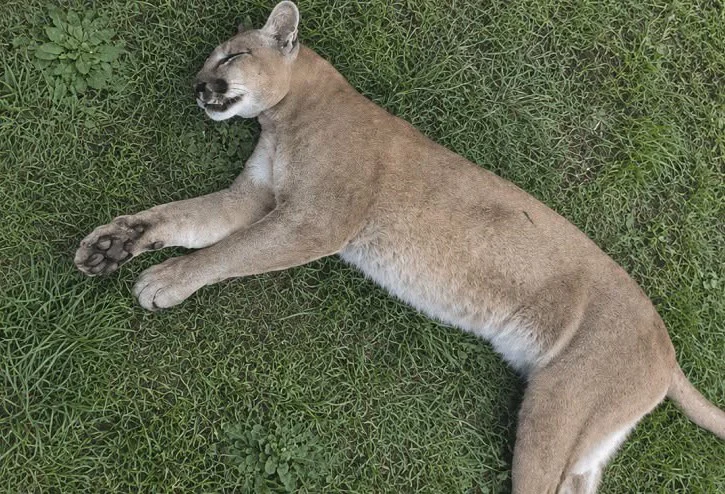 puma