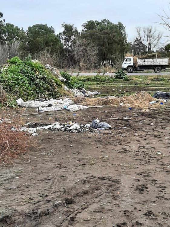 basura moradas 2 (2)