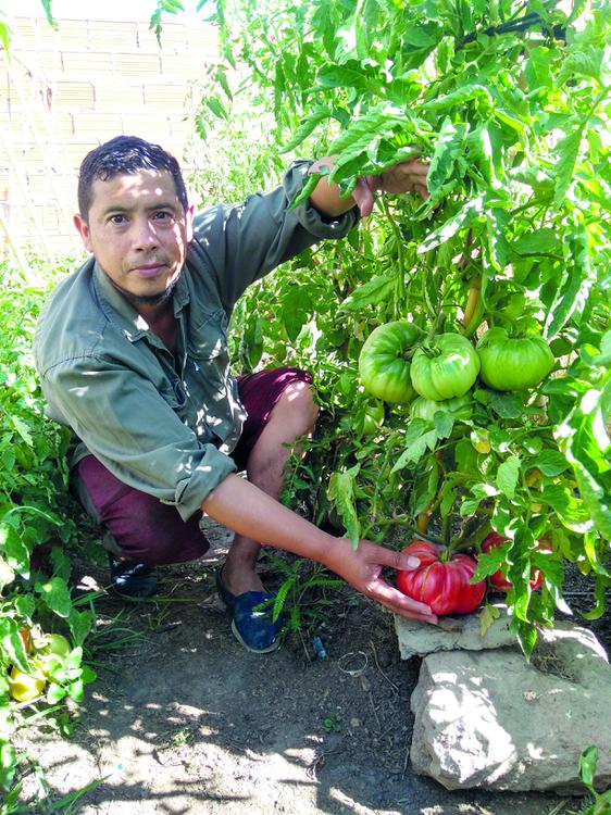 TOMATE JORGE