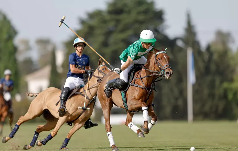 Polo Tortugas
