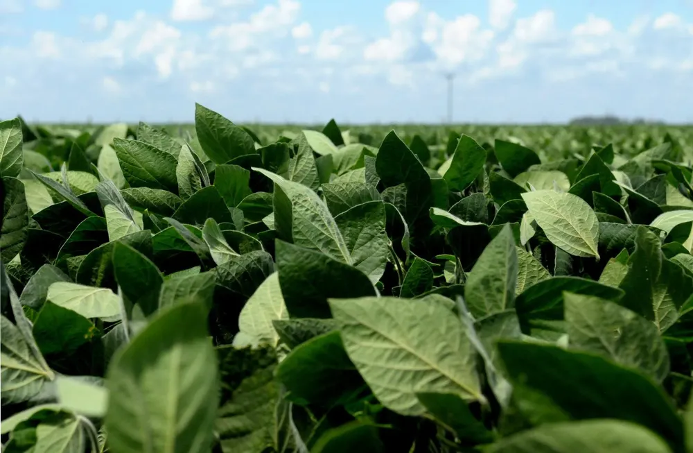 soja Fuente Secretaria de Agricultura