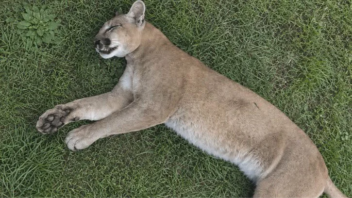 puma