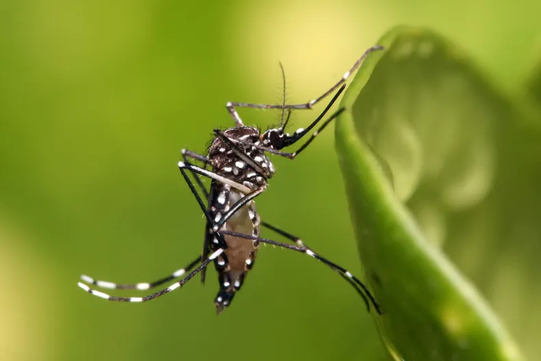 mosquito-dengue (1)