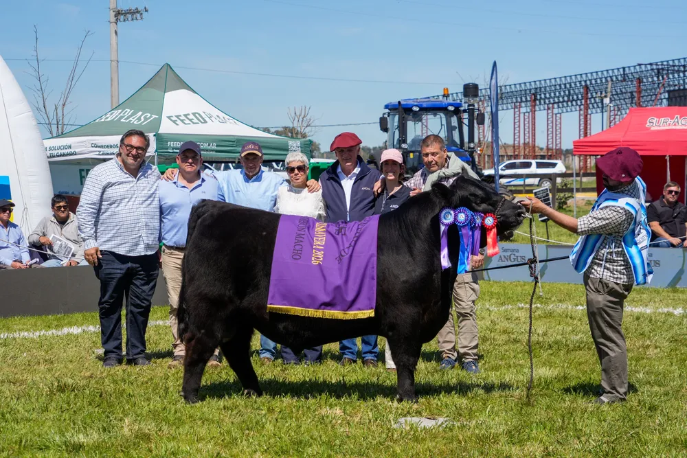 Descargar foto Gran Campeón Ternero