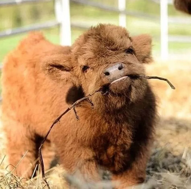 Vacas Bebé Página 10